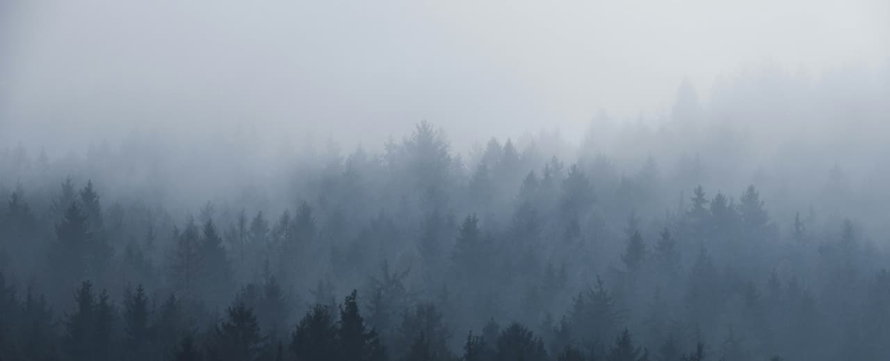 Fog drifting across a dense forest