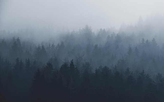 Dense fog rolling over a forest — an image of anonymity