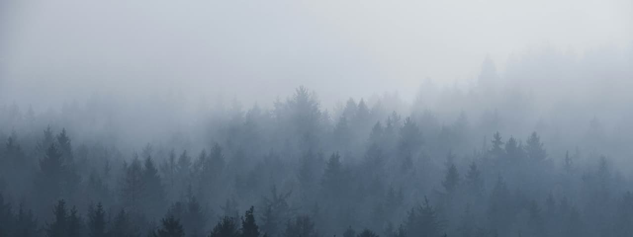 Dense fog rolling over a forest — an image of anonymity