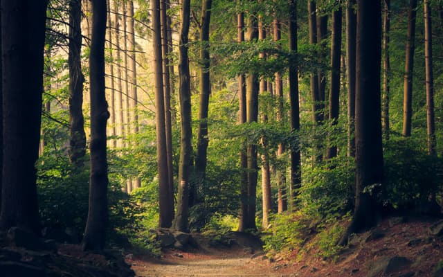 Sunlight through a Nordic pine forest — PrivateVPN is based in Sweden