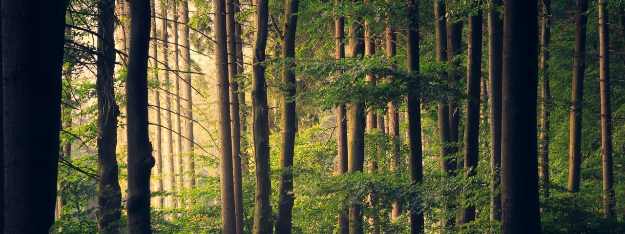 Sunlight through a Nordic pine forest — PrivateVPN is based in Sweden